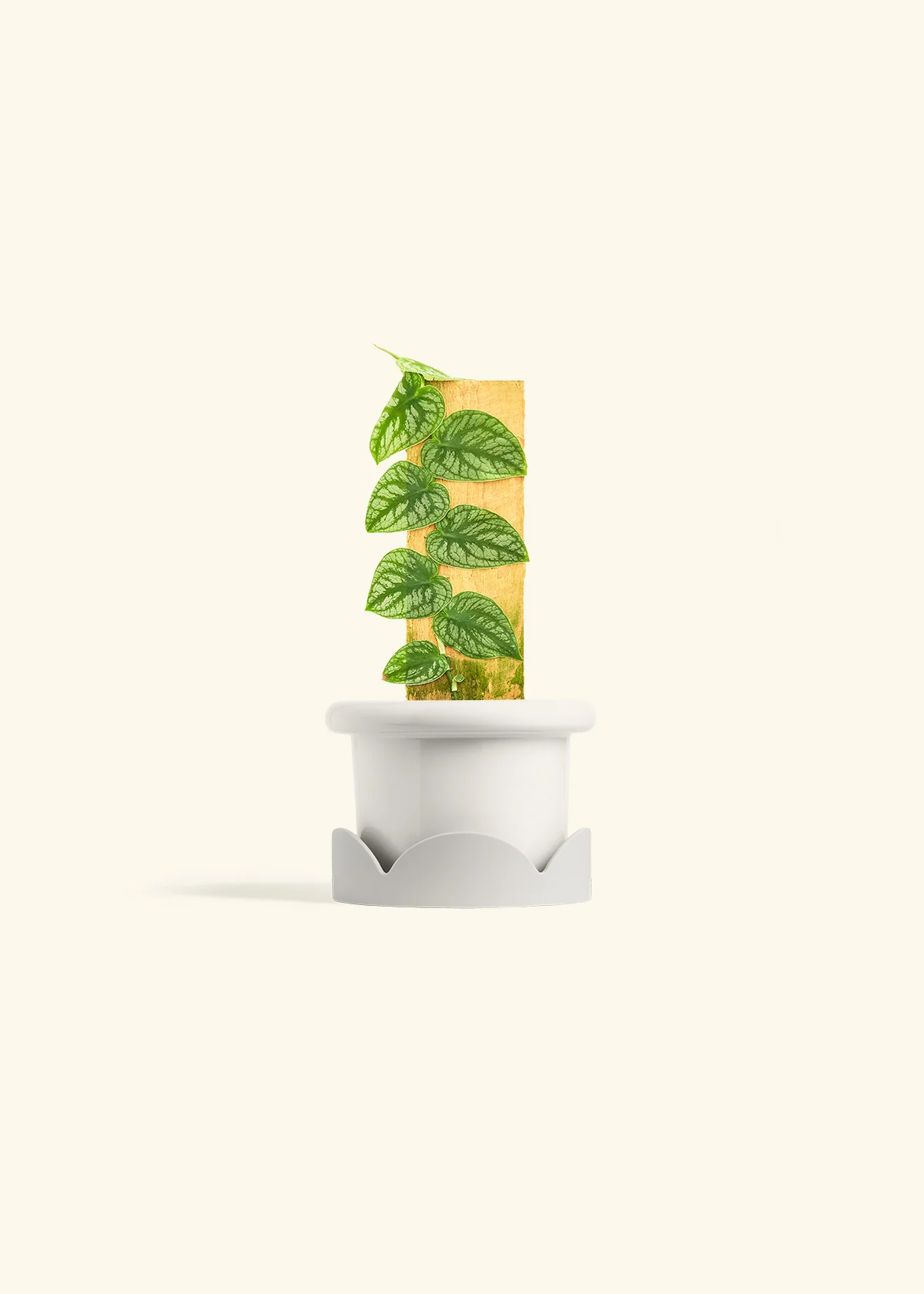 Shingle Plant - Image 6