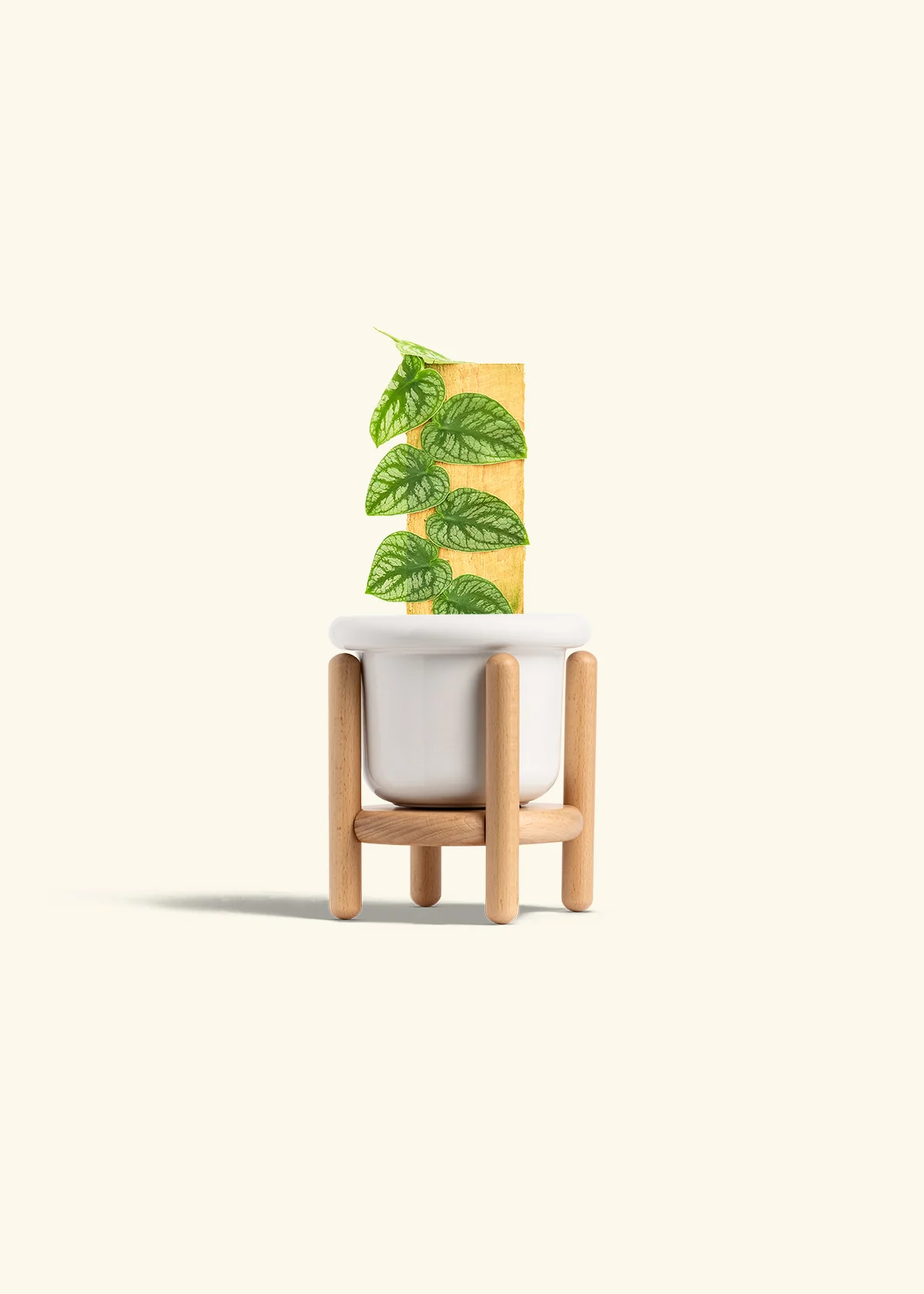 Shingle Plant - Image 7