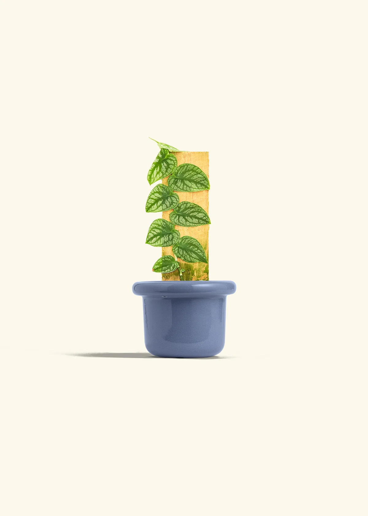 Shingle Plant - Image 8