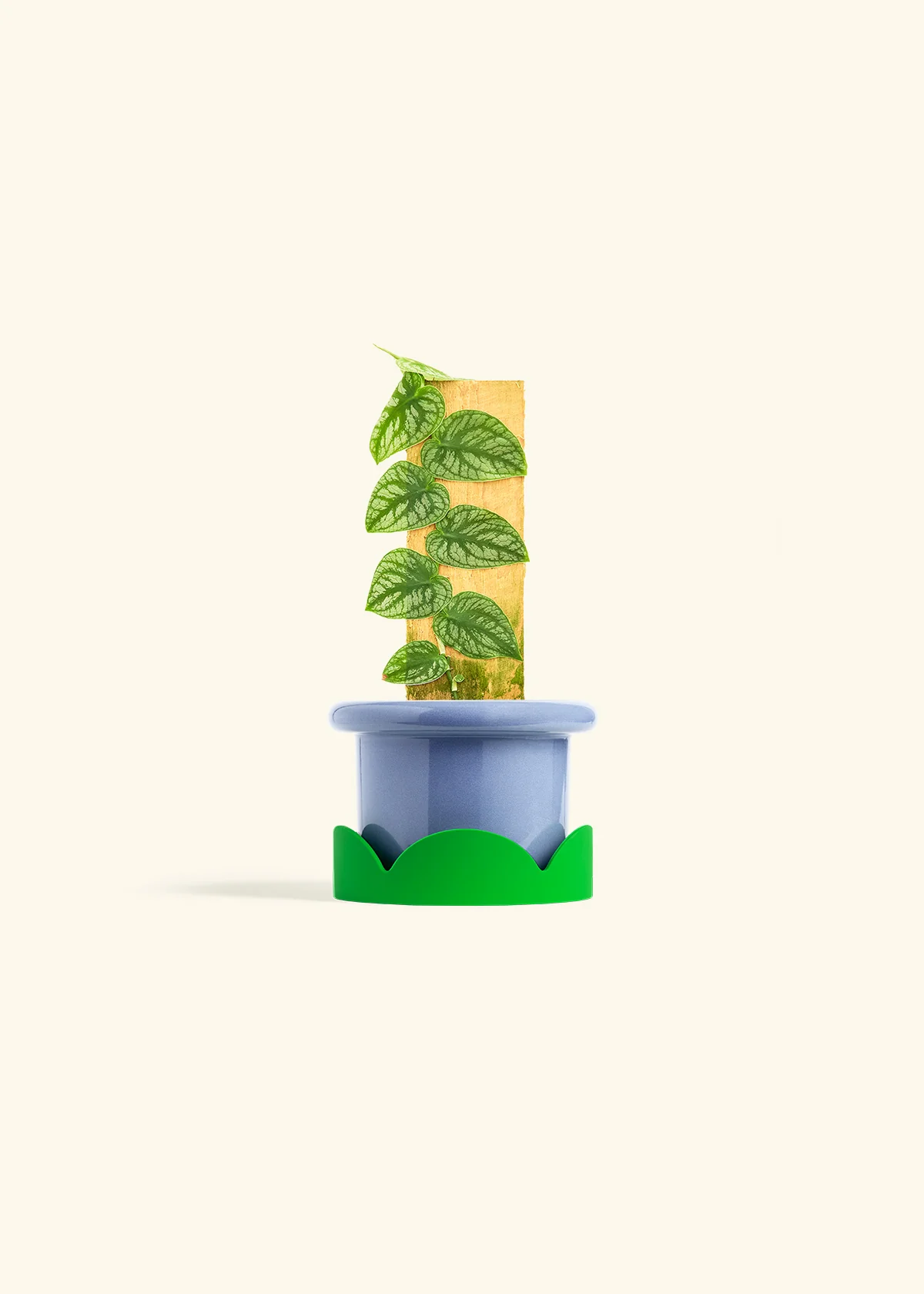 Shingle Plant - Image 9