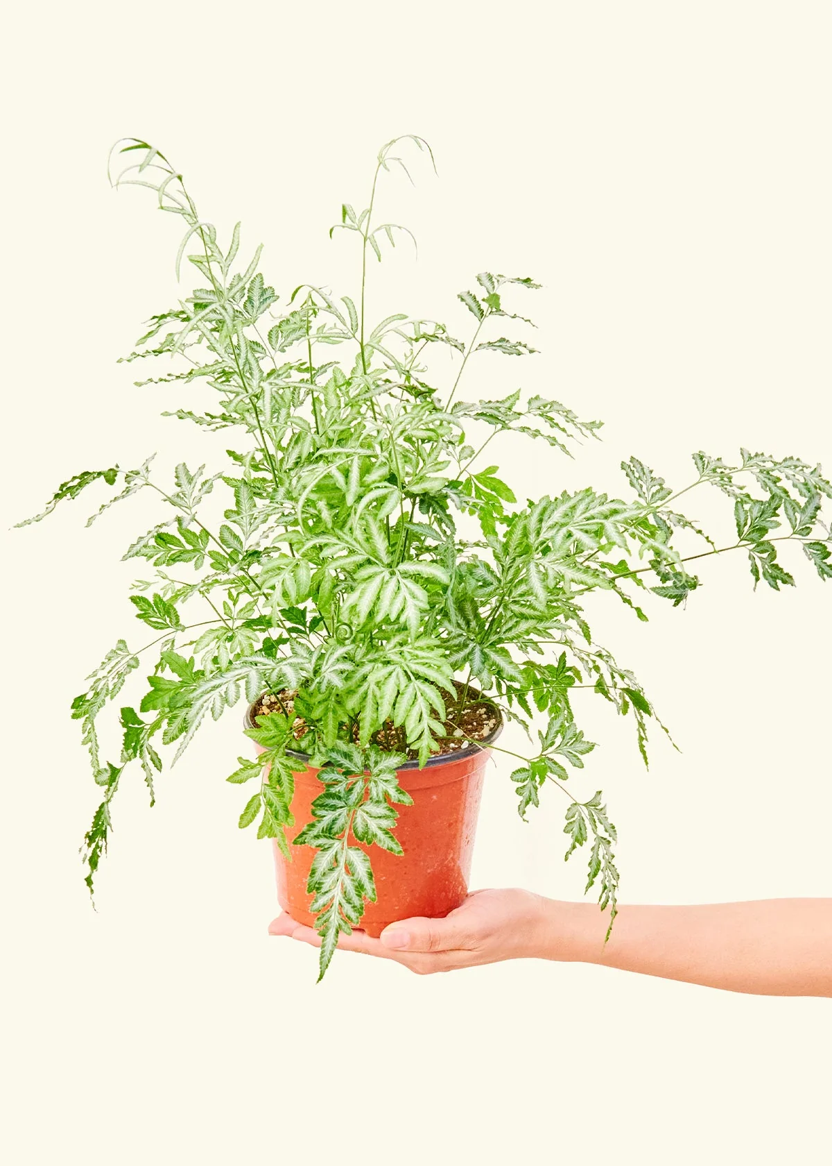 Silver Lace Fern - Image 3