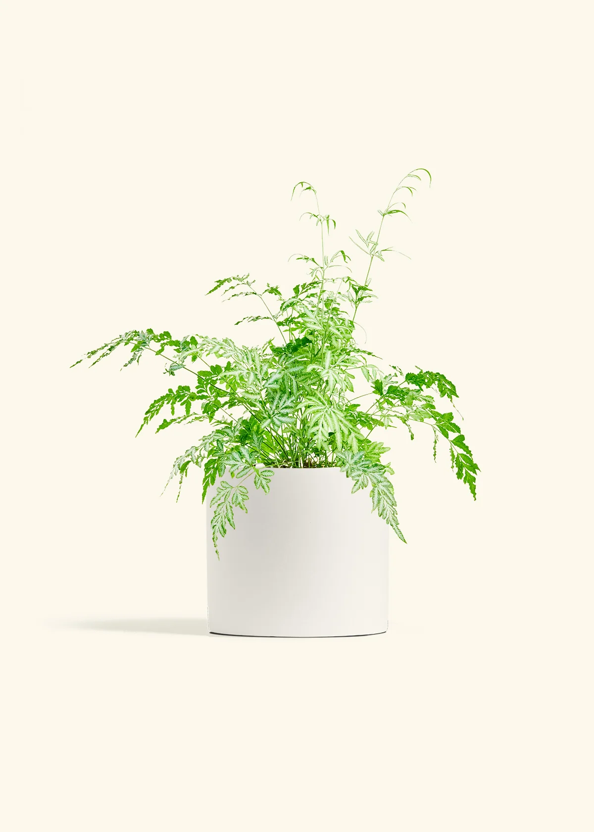 Silver Lace Fern - Image 4