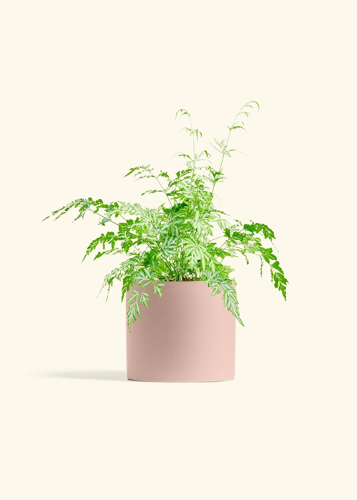 Silver Lace Fern - Image 5