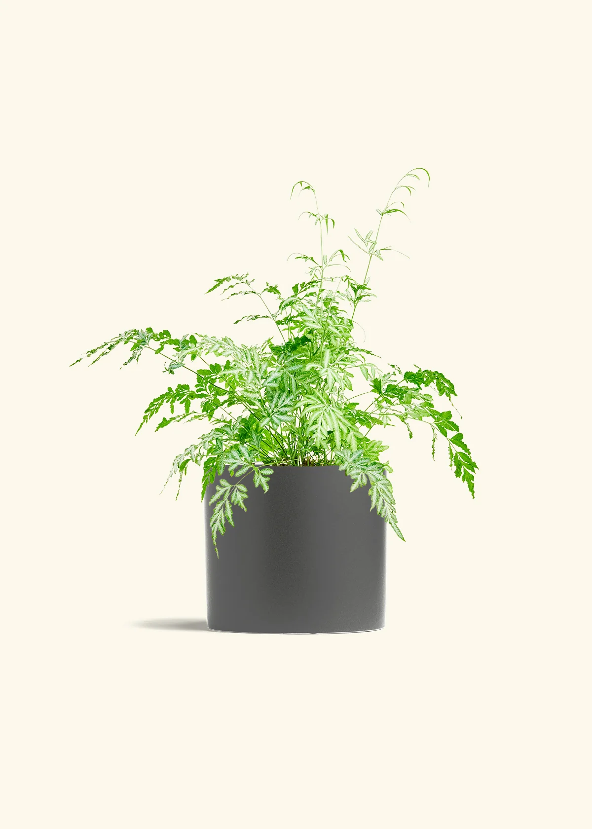 Silver Lace Fern - Image 6
