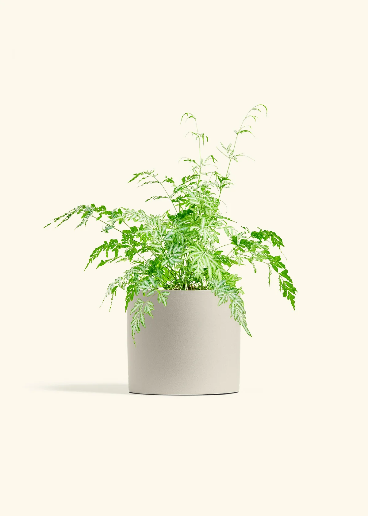 Silver Lace Fern - Image 7