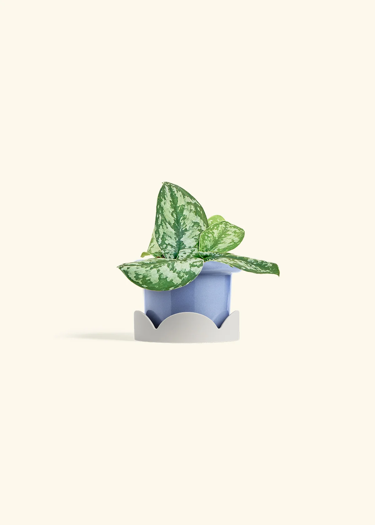Silver Pothos 'Exotica' - Image 10
