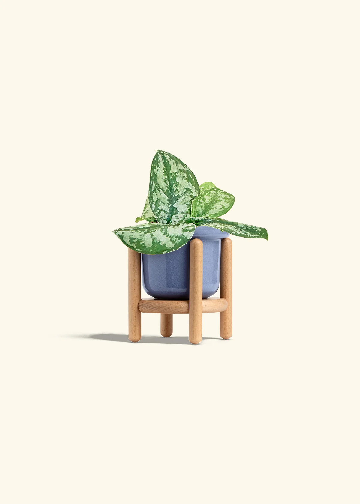 Silver Pothos 'Exotica' - Image 11
