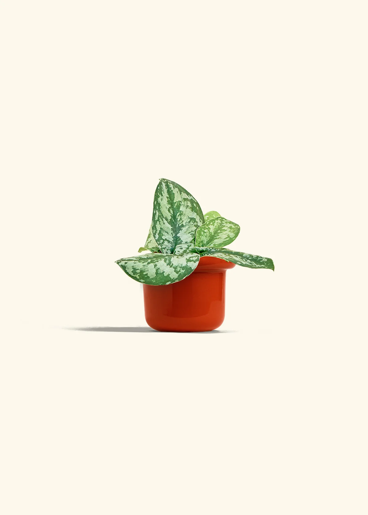 Silver Pothos 'Exotica' - Image 12