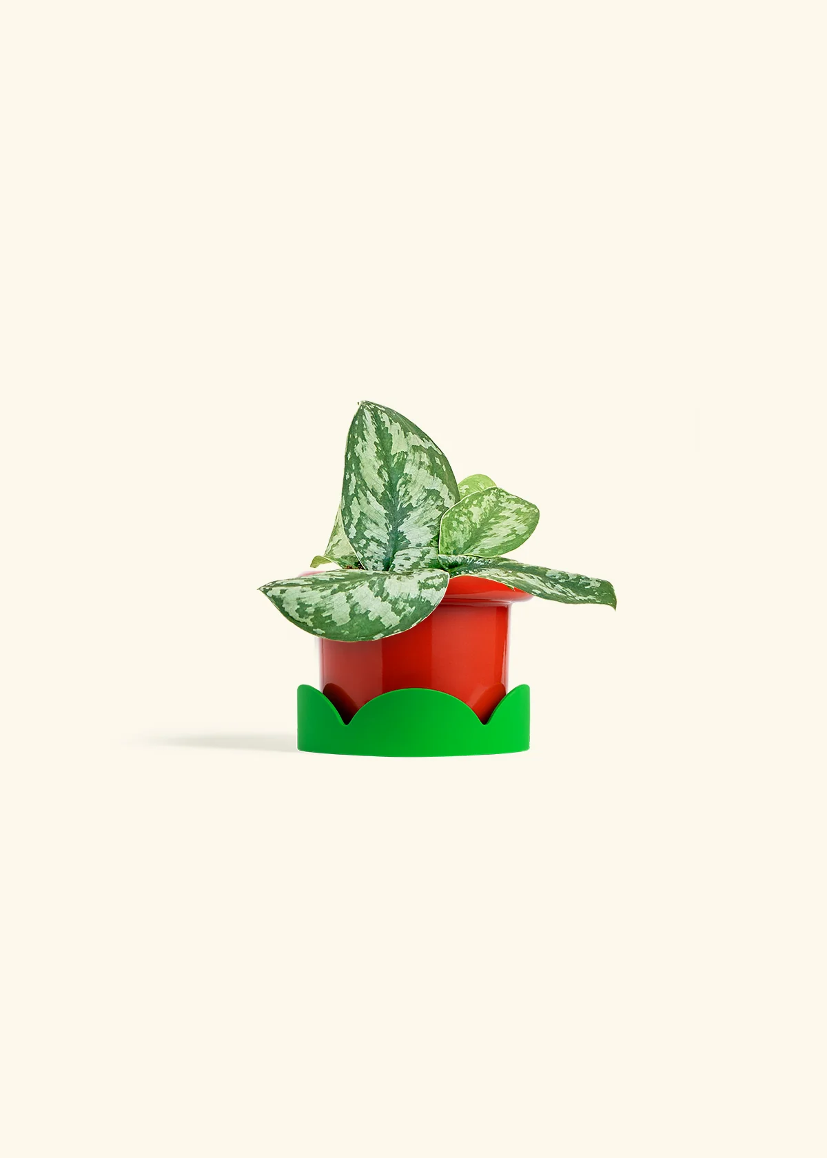 Silver Pothos 'Exotica' - Image 13
