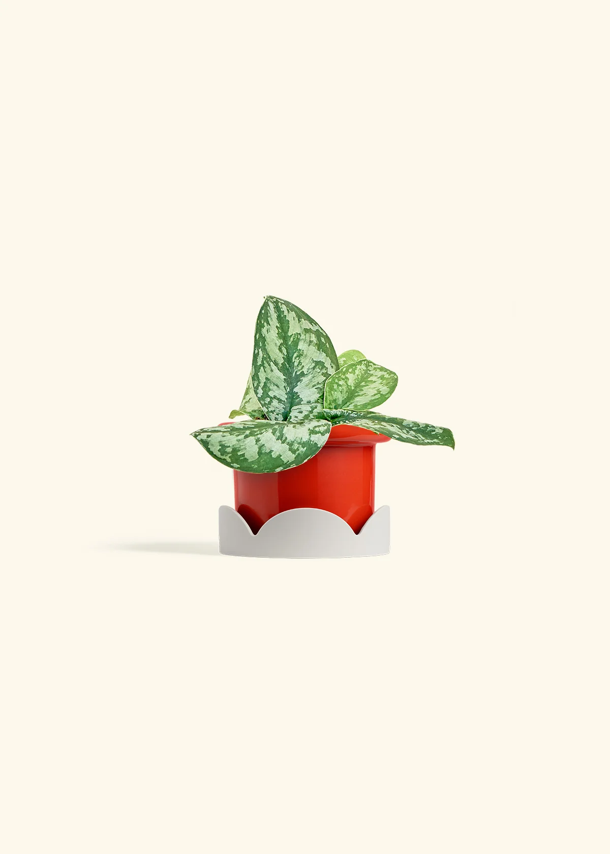 Silver Pothos 'Exotica' - Image 14