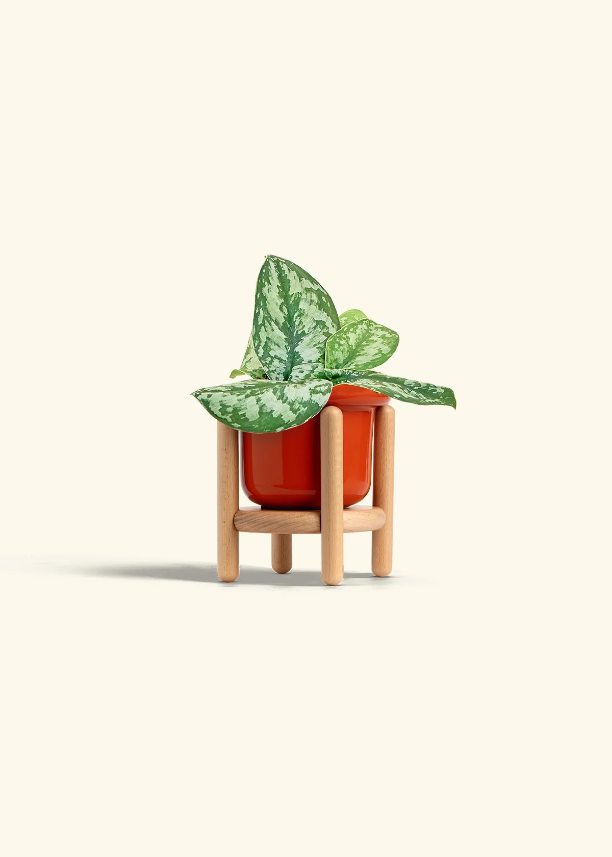 Silver Pothos 'Exotica' - Image 15