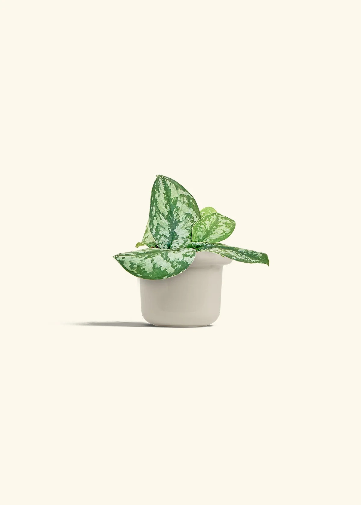 Silver Pothos 'Exotica' - Image 16