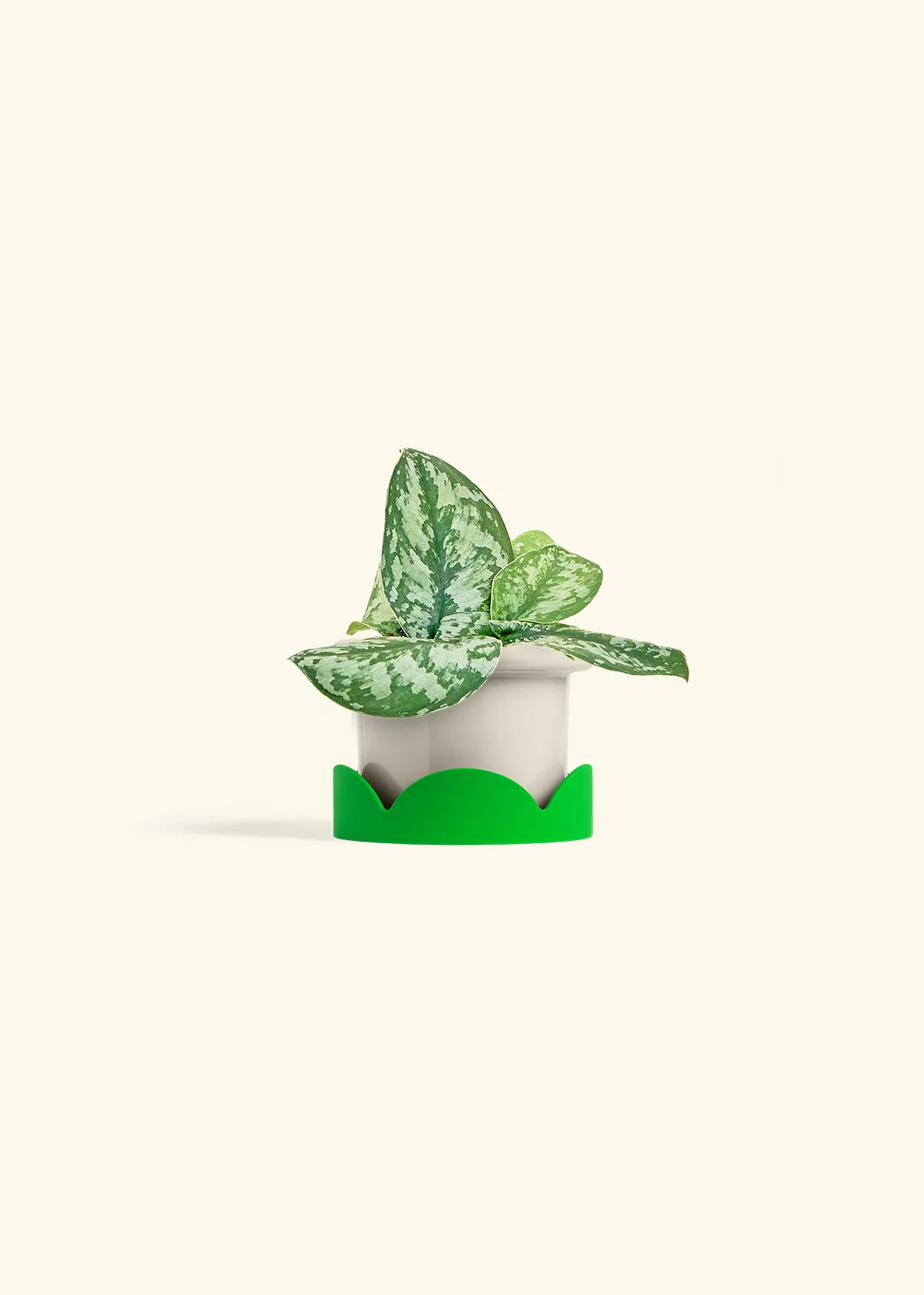 Silver Pothos 'Exotica' - Image 17