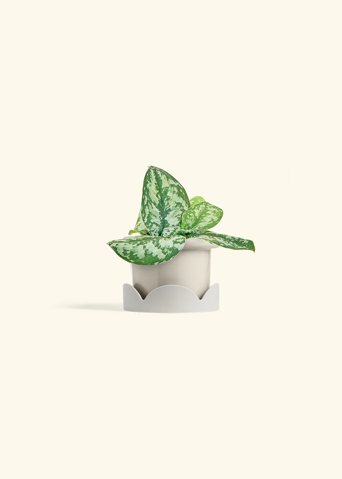 Silver Pothos 'Exotica' - Image 18