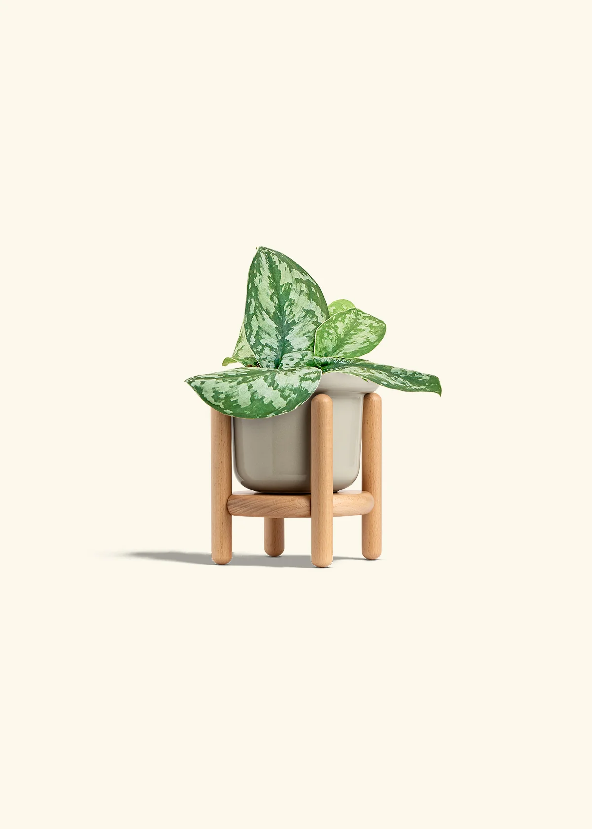 Silver Pothos 'Exotica' - Image 19