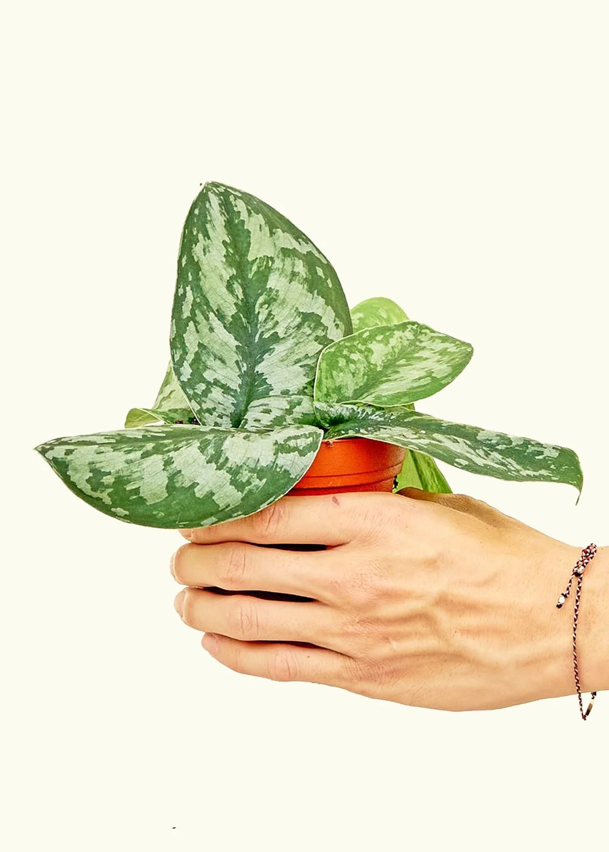 Silver Pothos 'Exotica' - Image 2