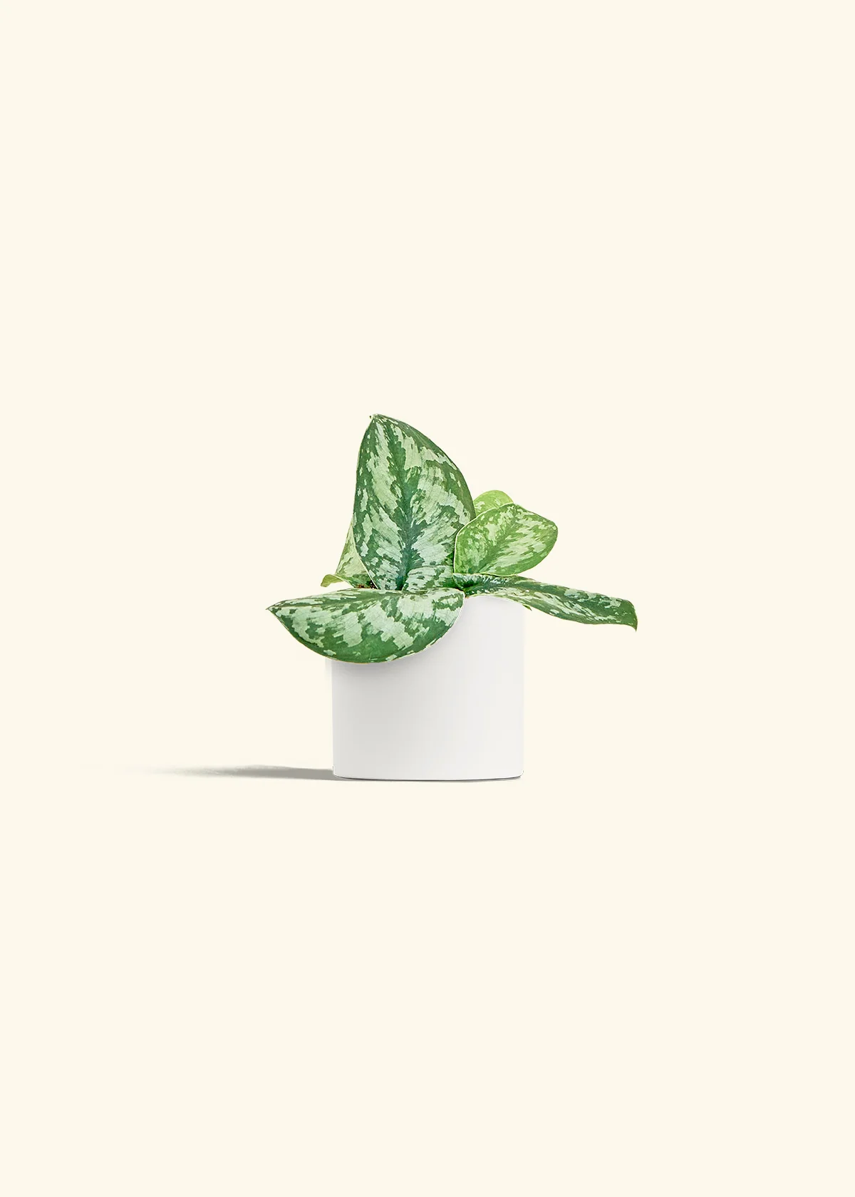 Silver Pothos 'Exotica' - Image 20