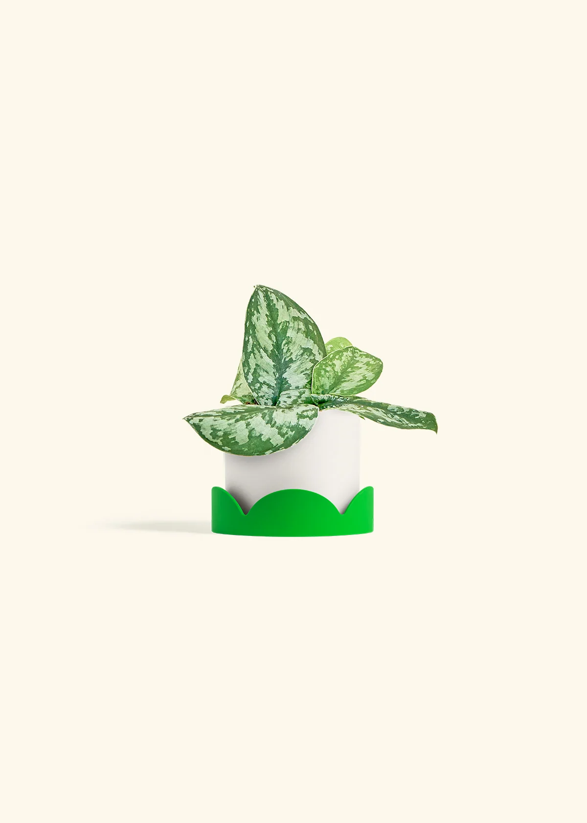 Silver Pothos 'Exotica' - Image 21