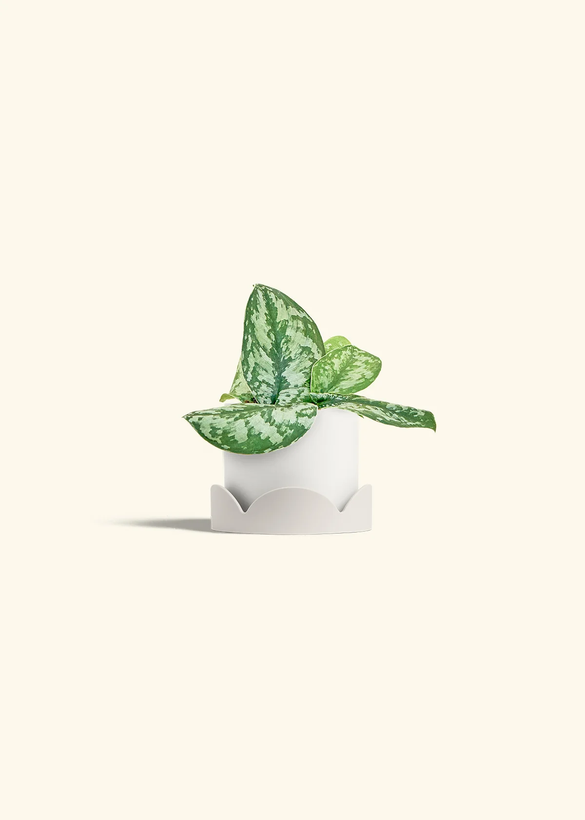 Silver Pothos 'Exotica' - Image 22