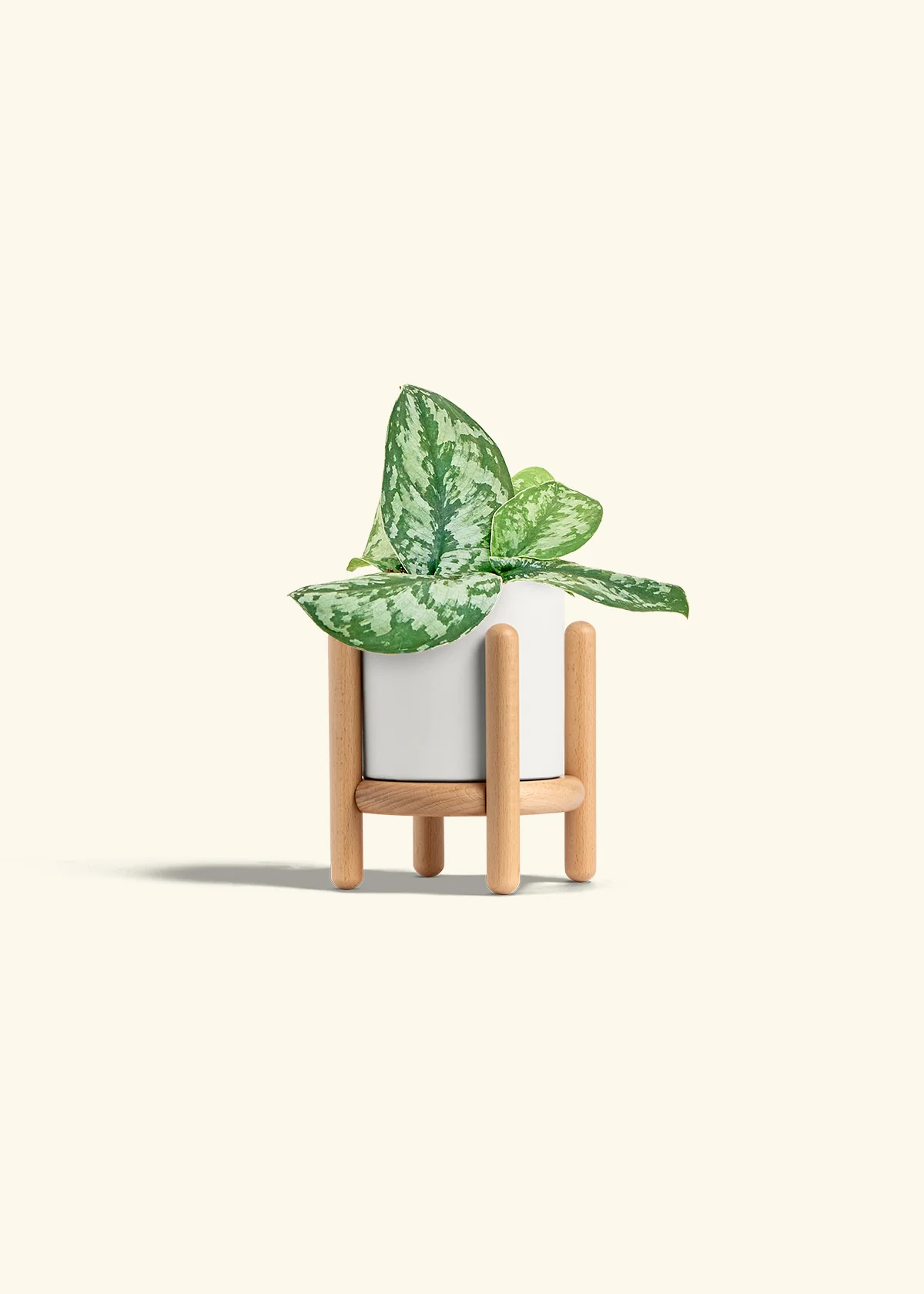 Silver Pothos 'Exotica' - Image 23