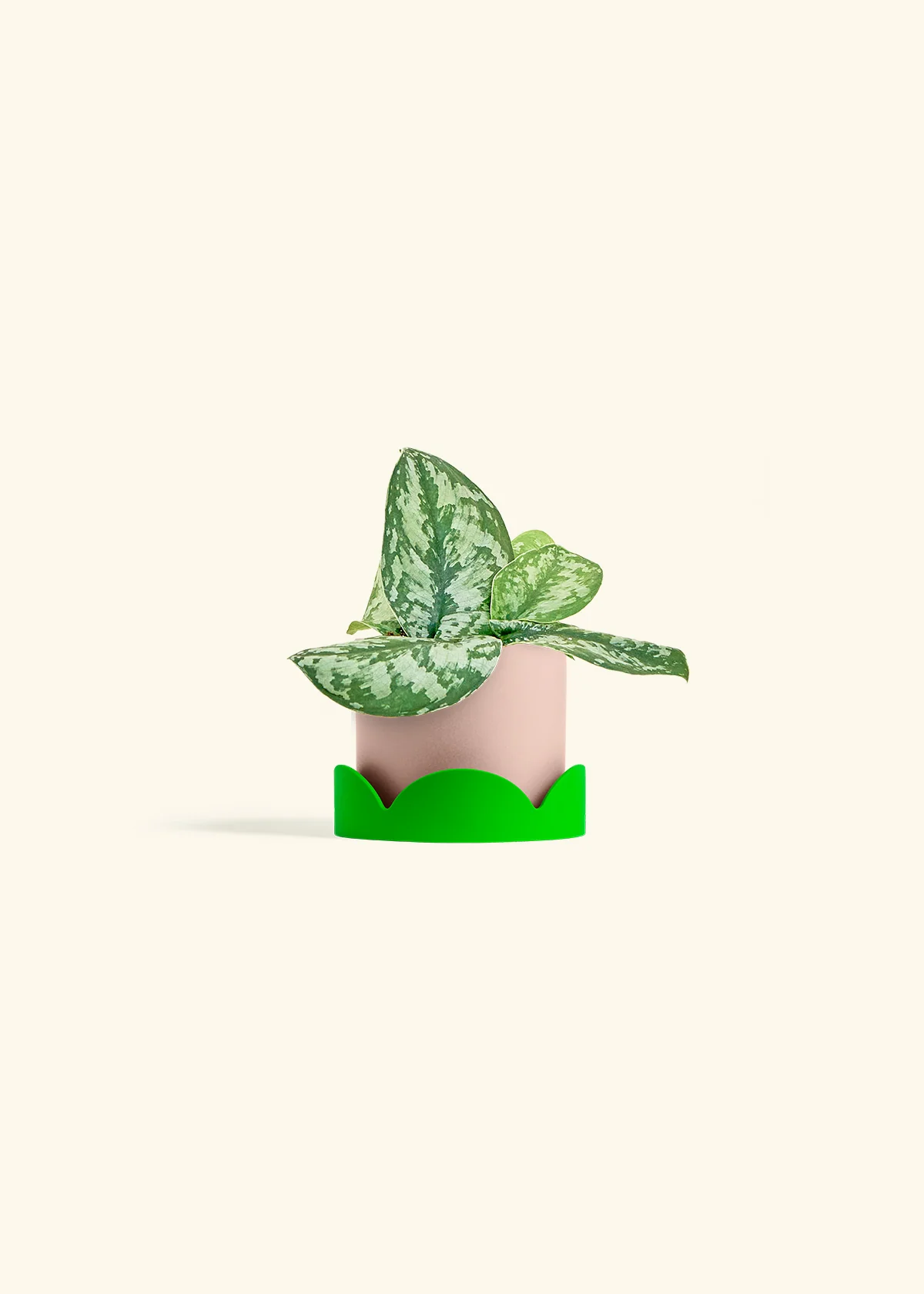 Silver Pothos 'Exotica' - Image 25