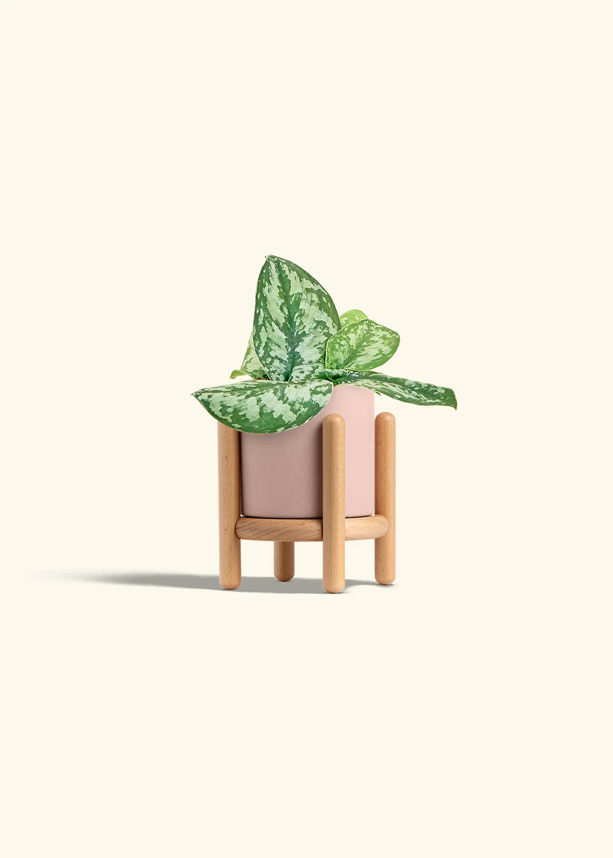 Silver Pothos 'Exotica' - Image 27