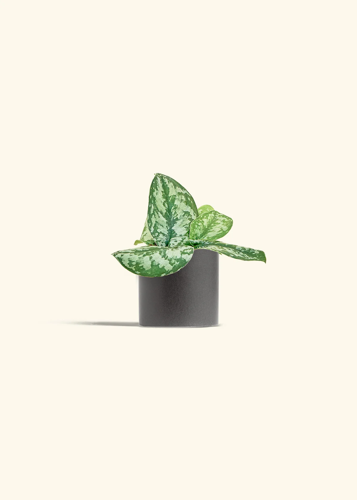 Silver Pothos 'Exotica' - Image 28