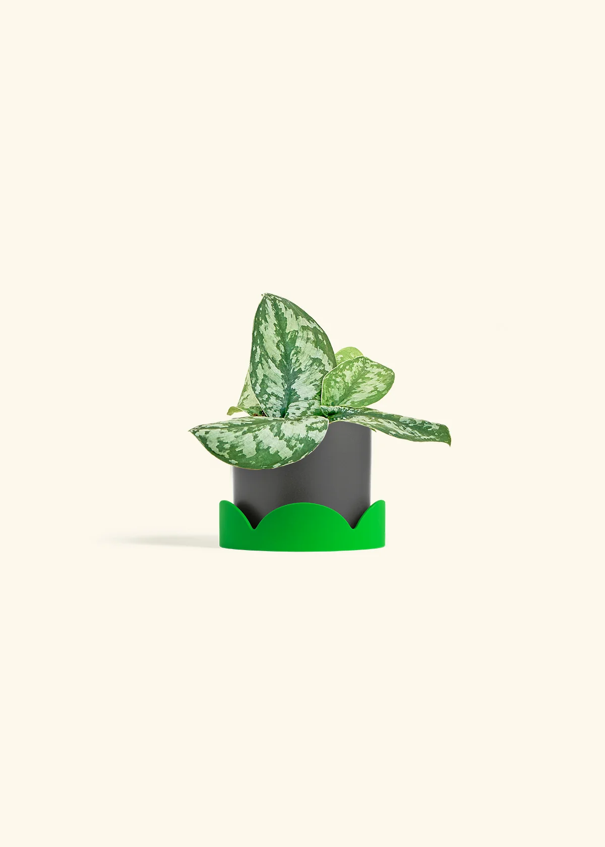 Silver Pothos 'Exotica' - Image 29