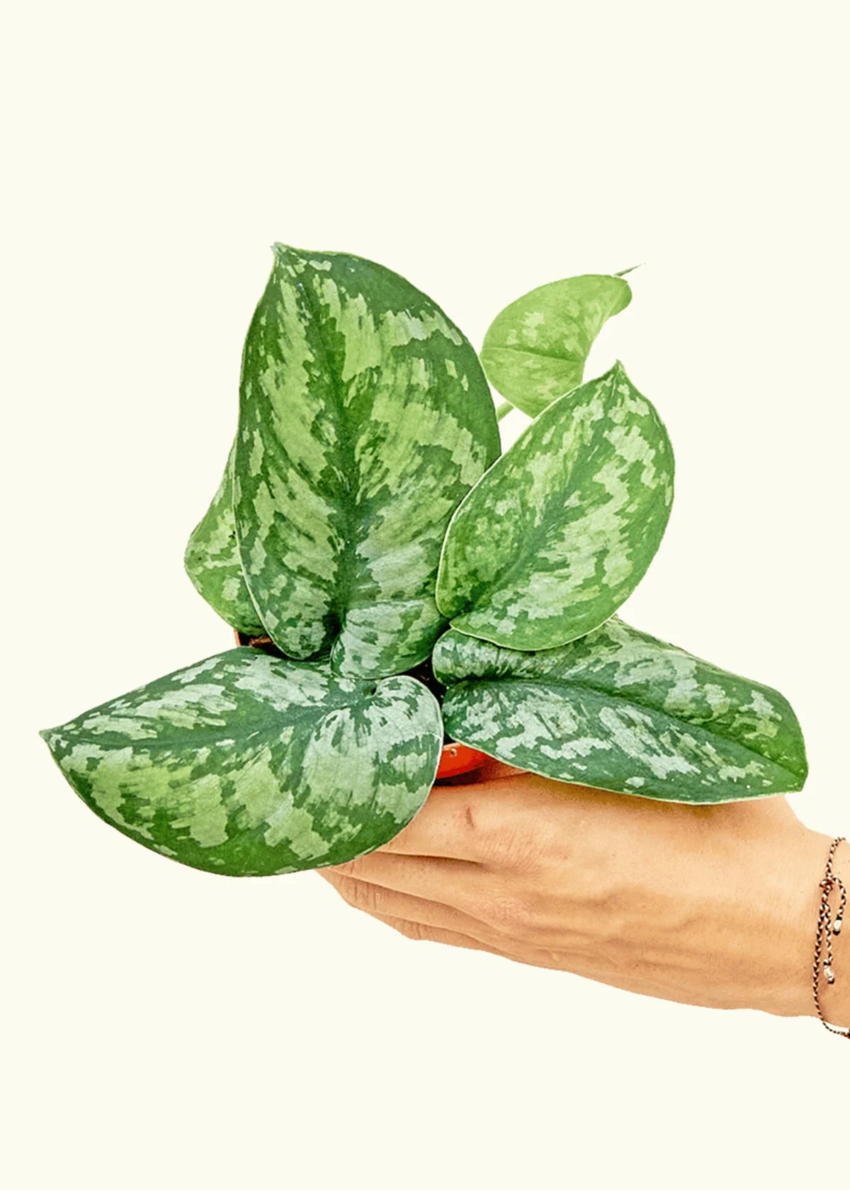 Silver Pothos 'Exotica' - Image 3