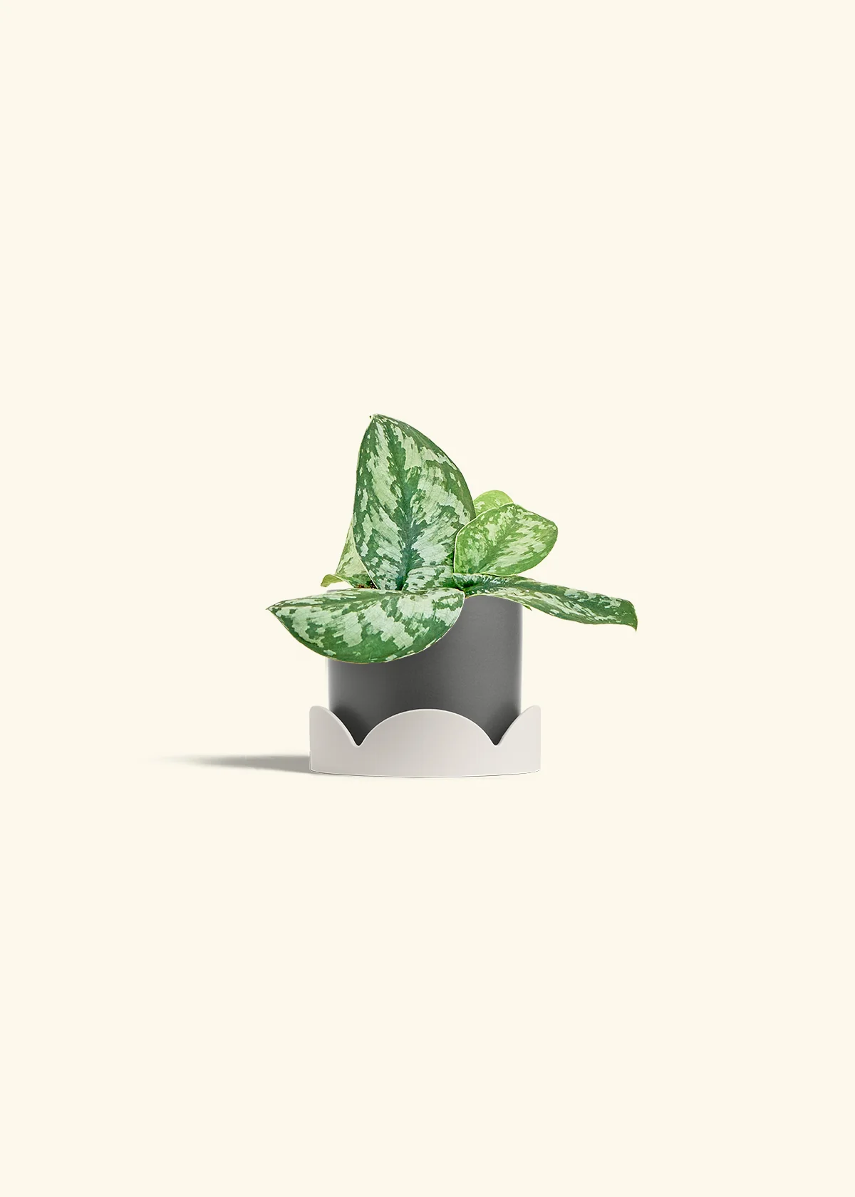 Silver Pothos 'Exotica' - Image 30