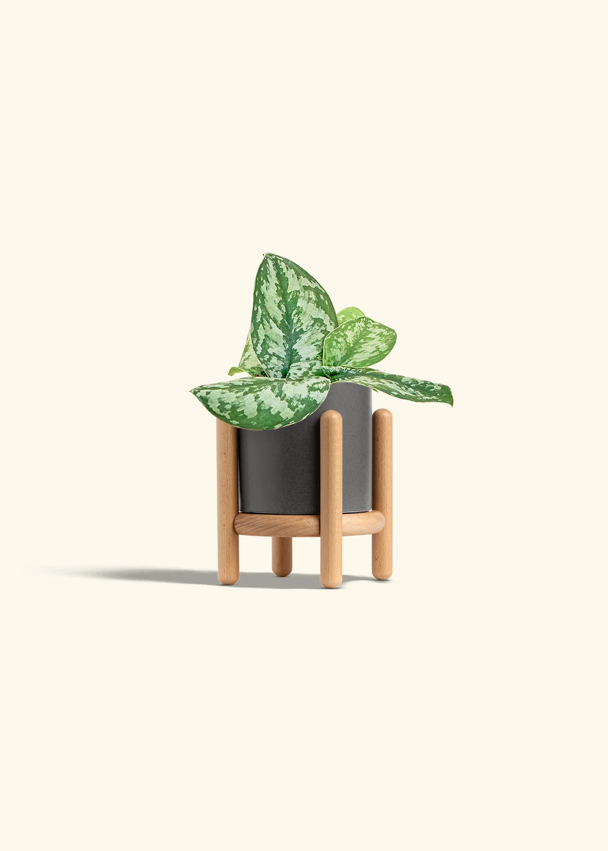 Silver Pothos 'Exotica' - Image 31