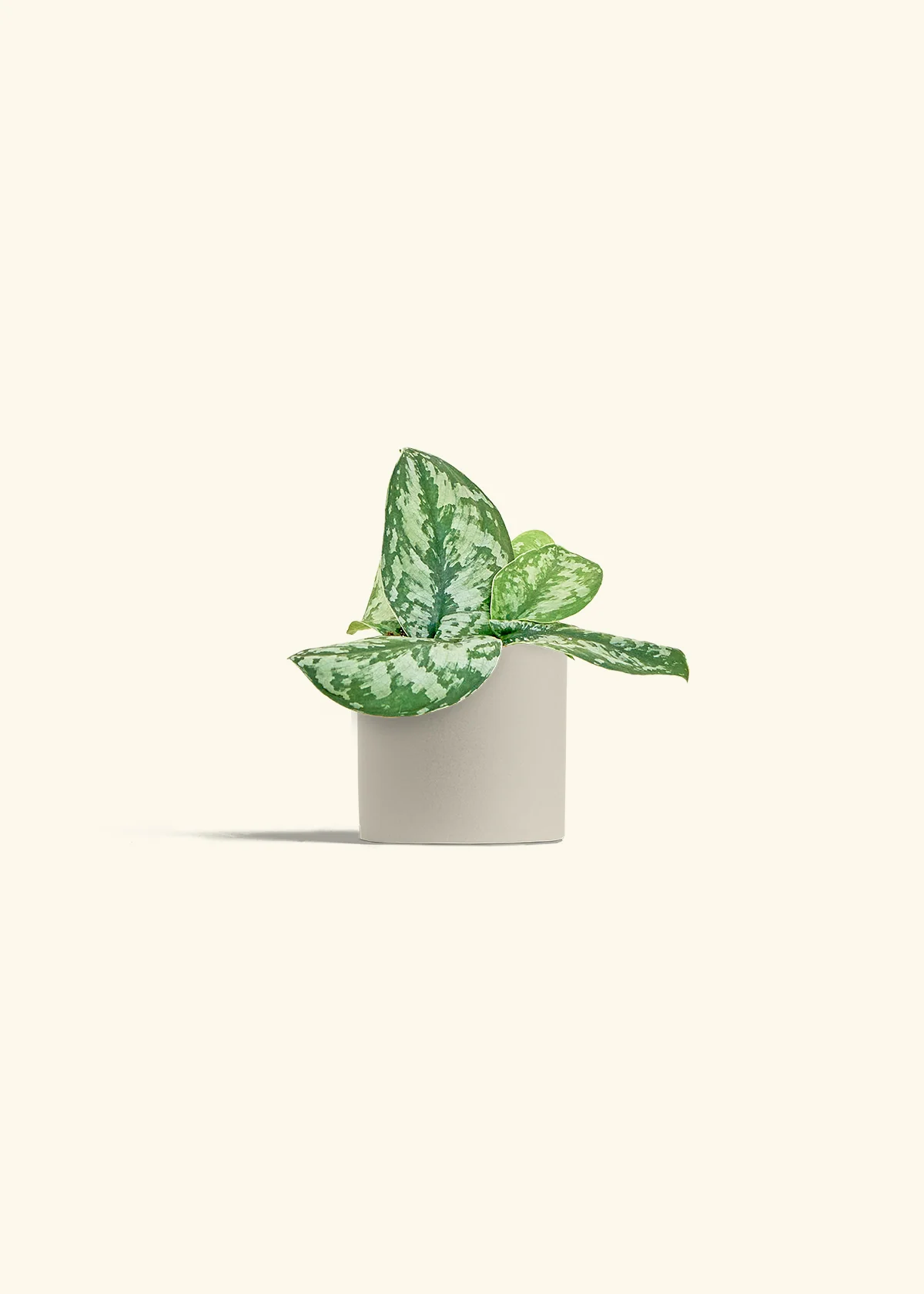 Silver Pothos 'Exotica' - Image 32