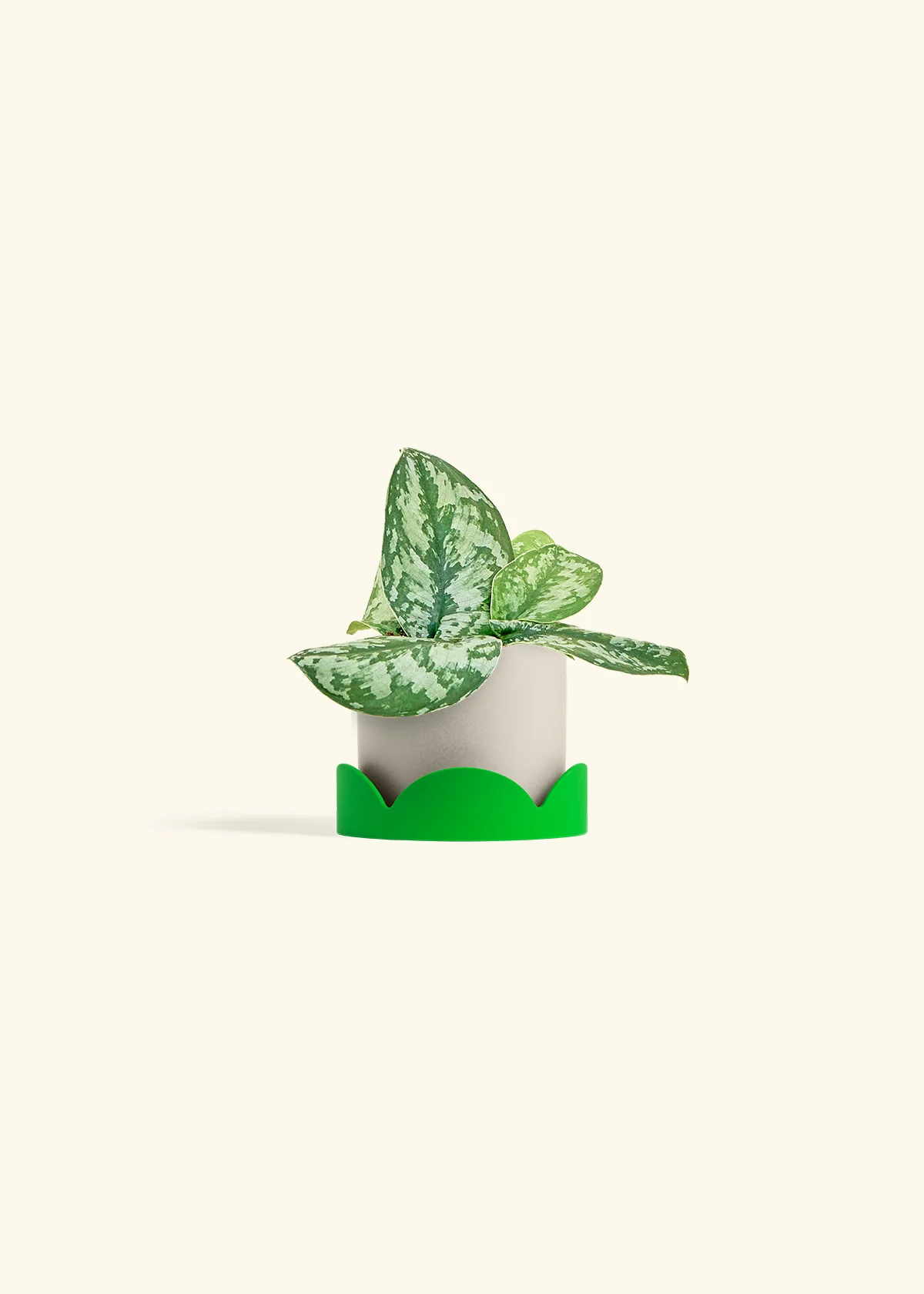 Silver Pothos 'Exotica' - Image 33