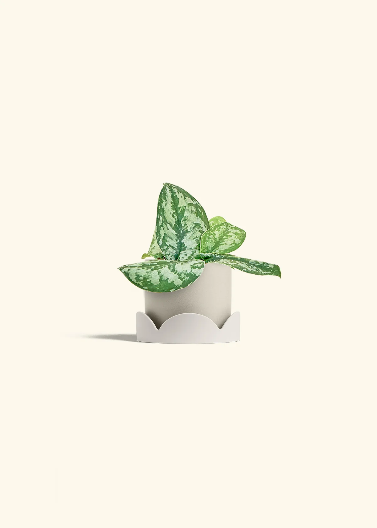Silver Pothos 'Exotica' - Image 34
