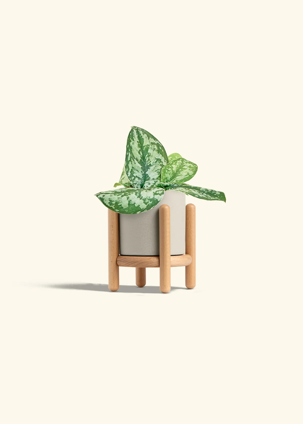 Silver Pothos 'Exotica' - Image 35