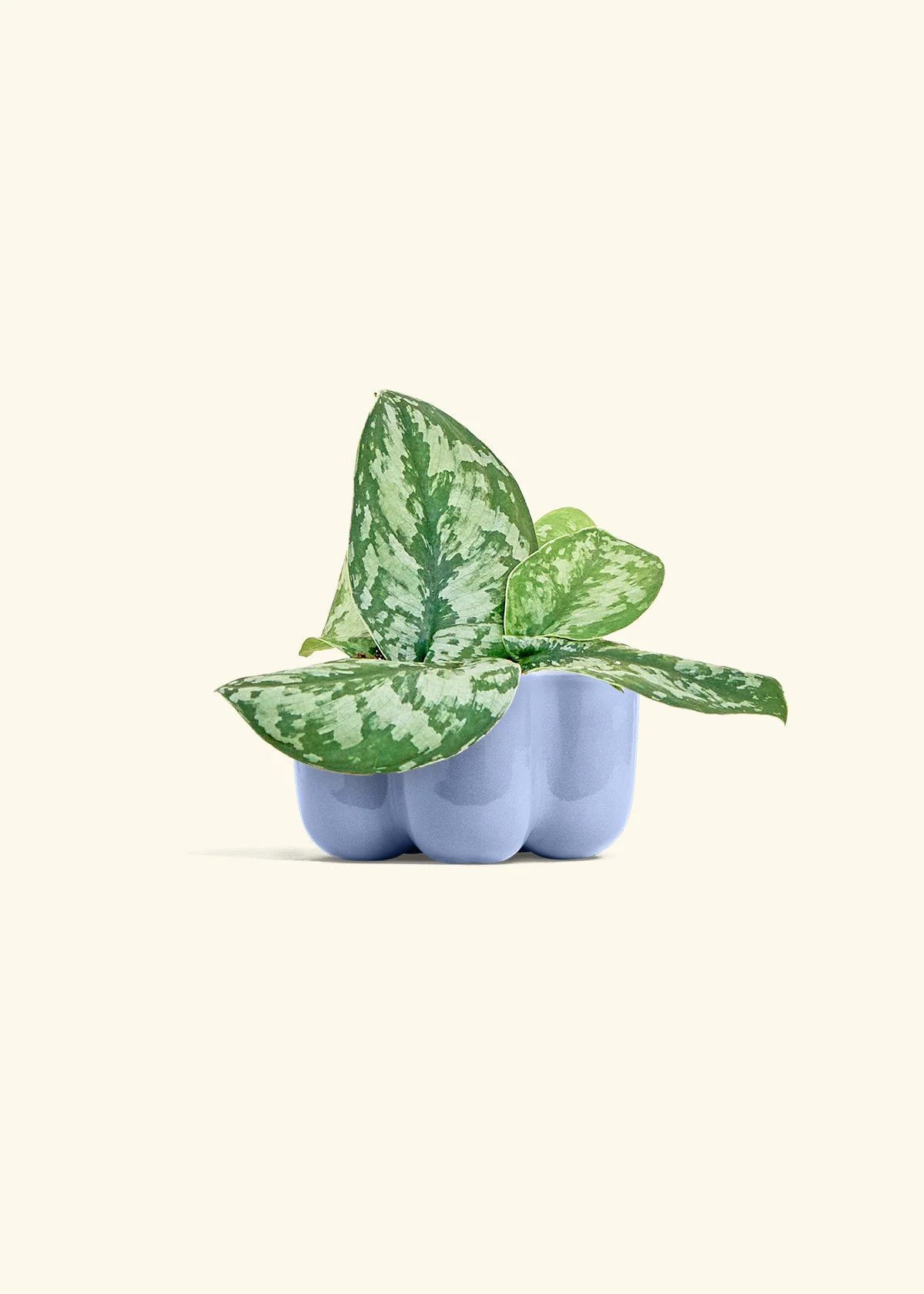 Silver Pothos 'Exotica' - Image 36