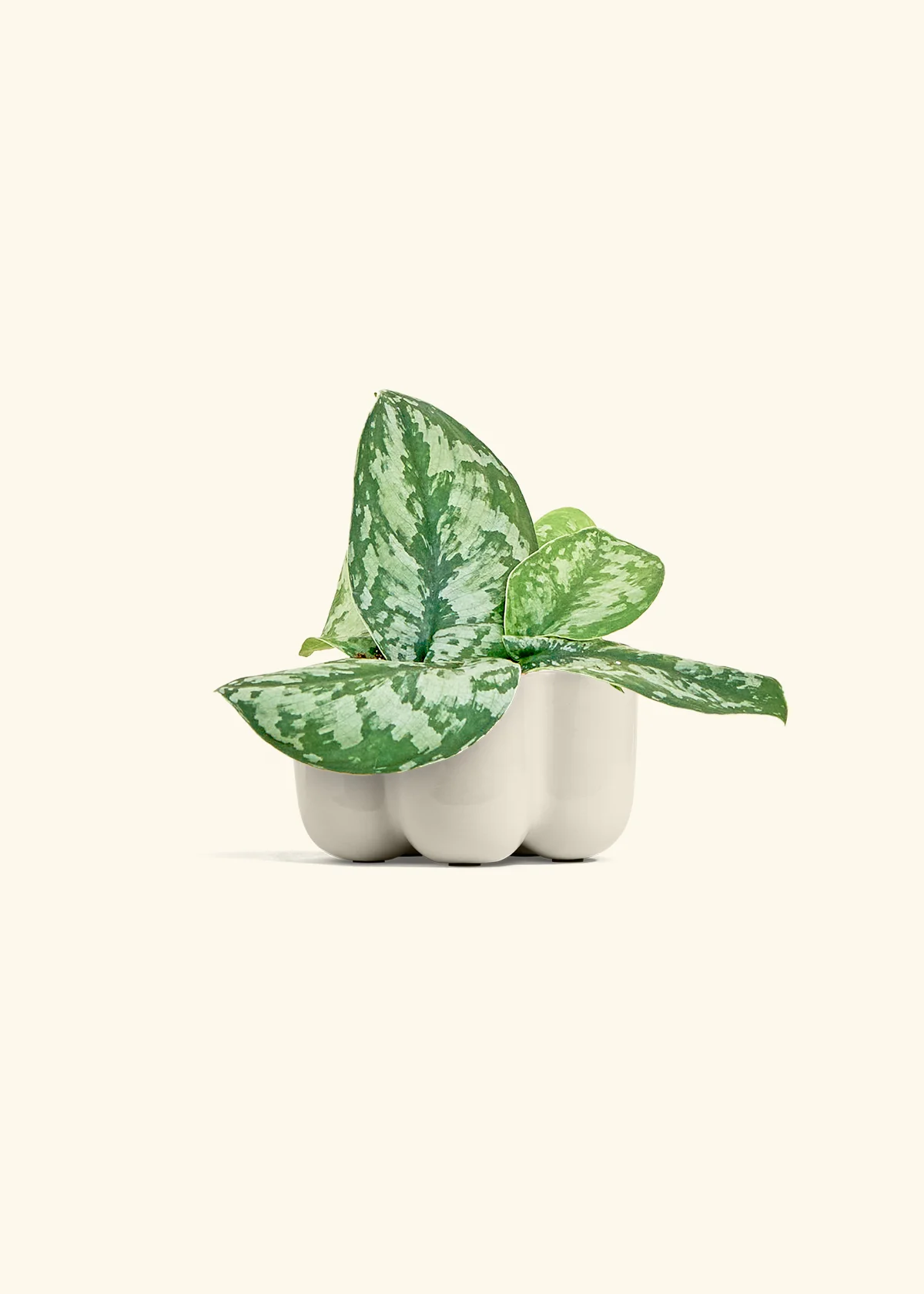 Silver Pothos 'Exotica' - Image 37