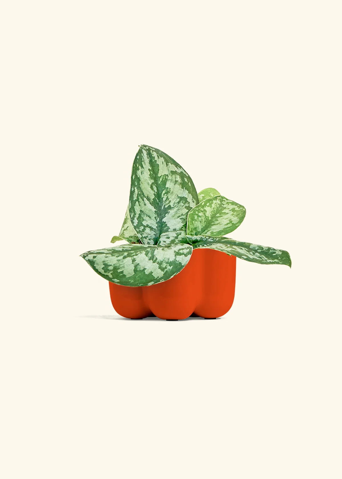 Silver Pothos 'Exotica' - Image 38
