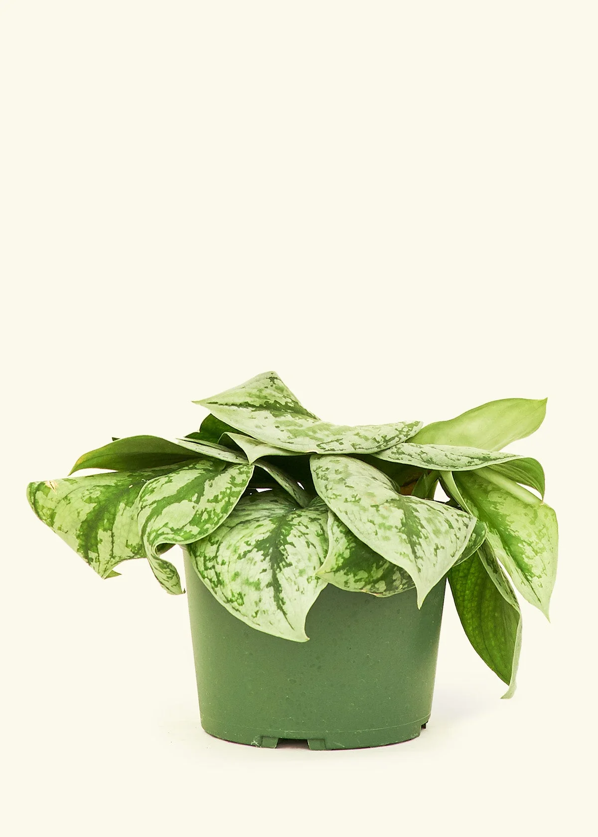 Silver Pothos 'Exotica' - Image 39