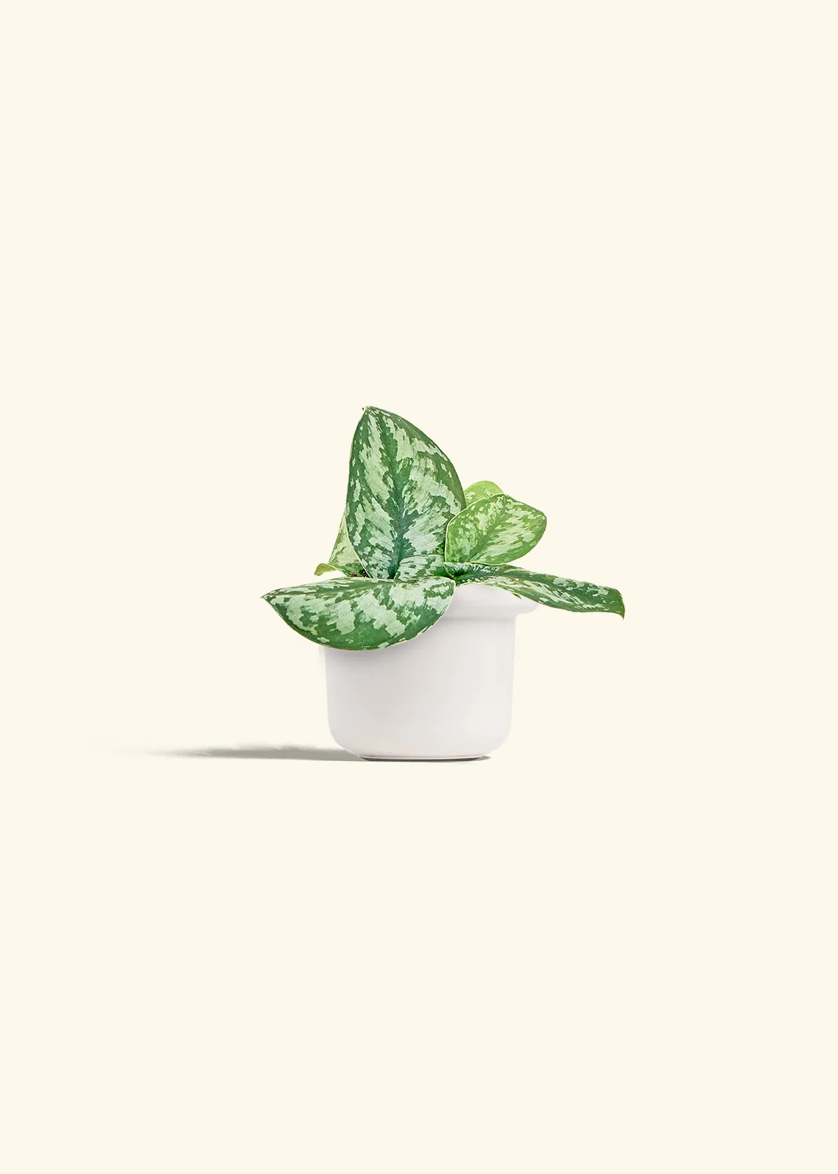 Silver Pothos 'Exotica' - Image 4