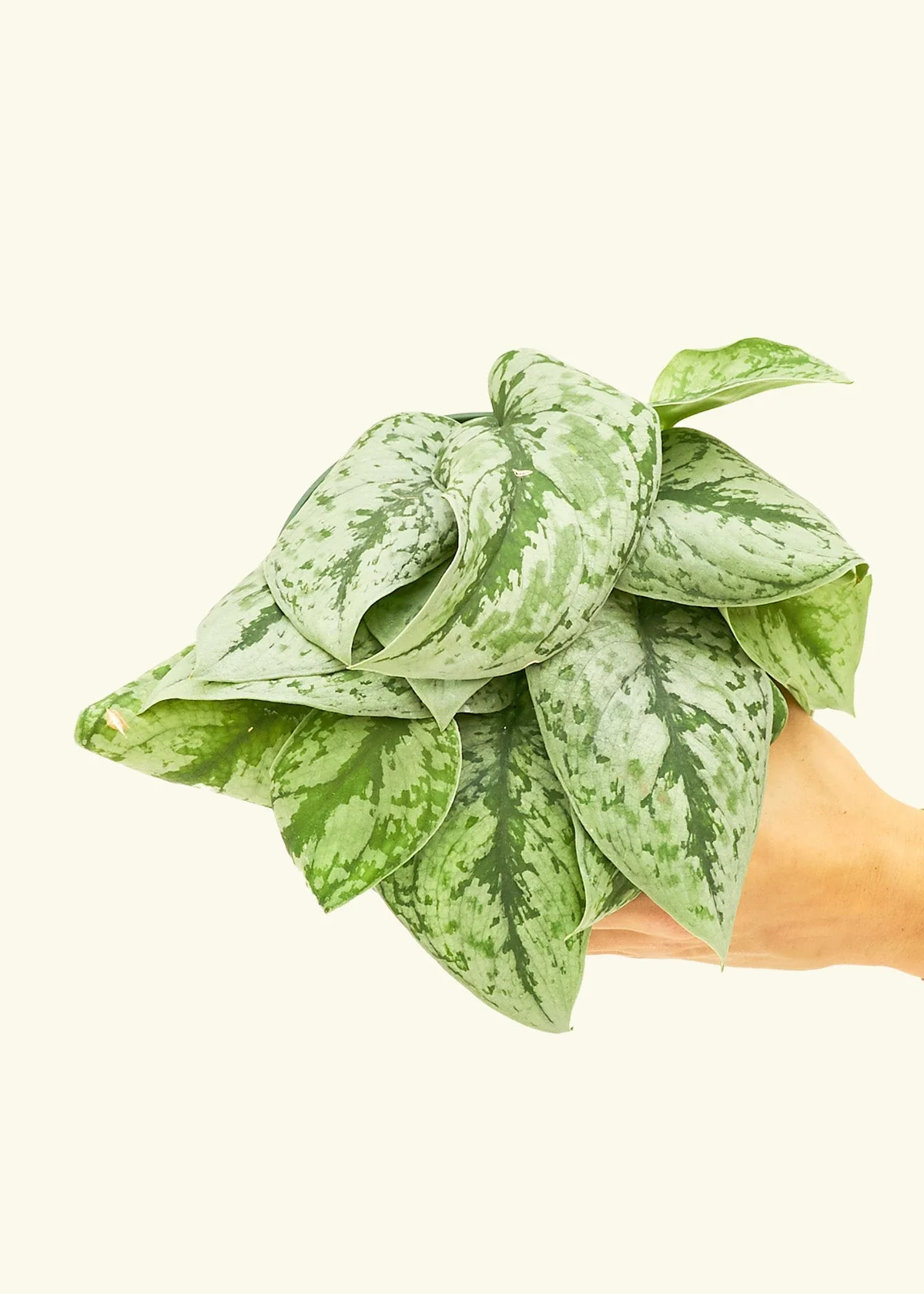 Silver Pothos 'Exotica' - Image 40