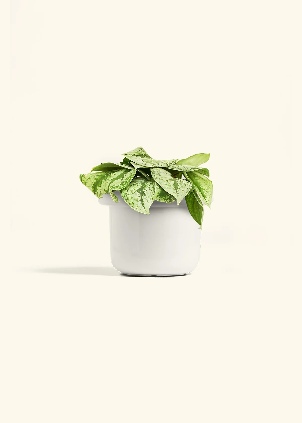 Silver Pothos 'Exotica' - Image 41