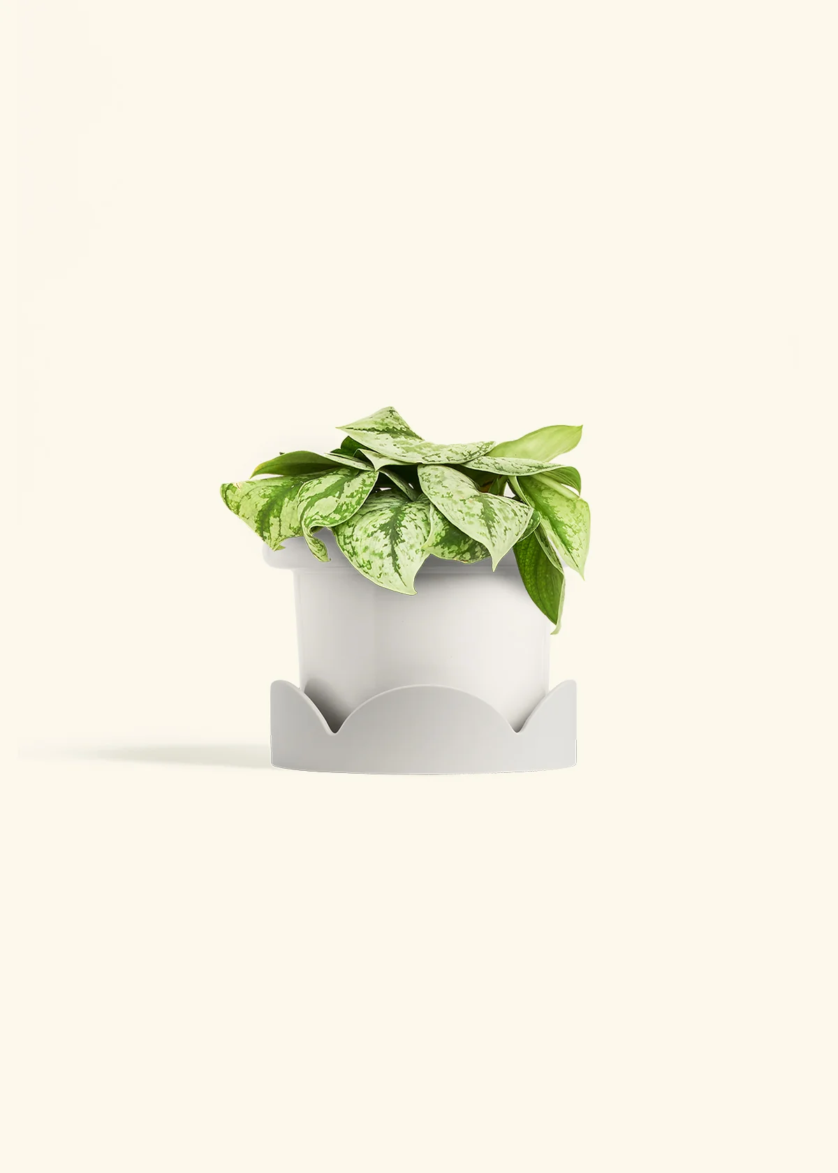 Silver Pothos 'Exotica' - Image 43