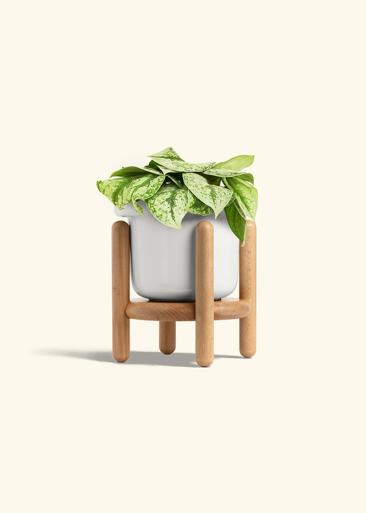 Silver Pothos 'Exotica' - Image 44