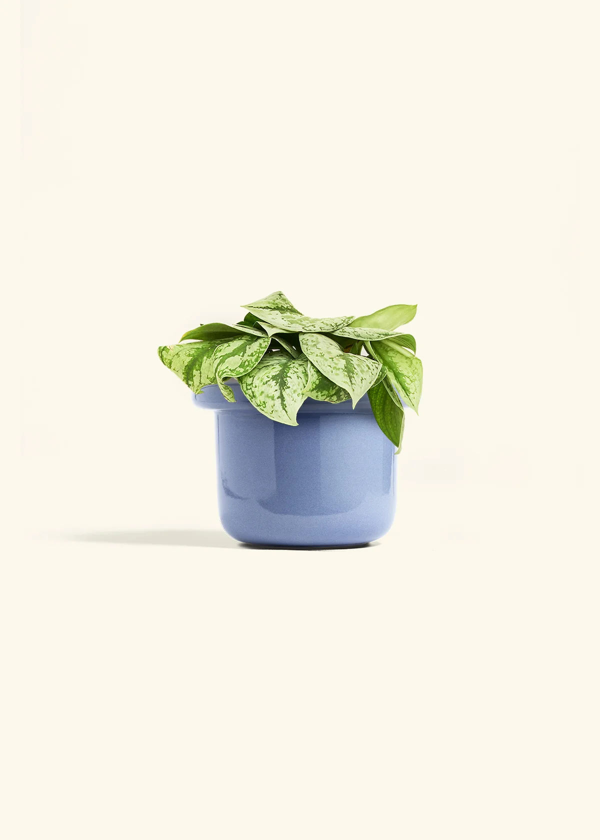Silver Pothos 'Exotica' - Image 45