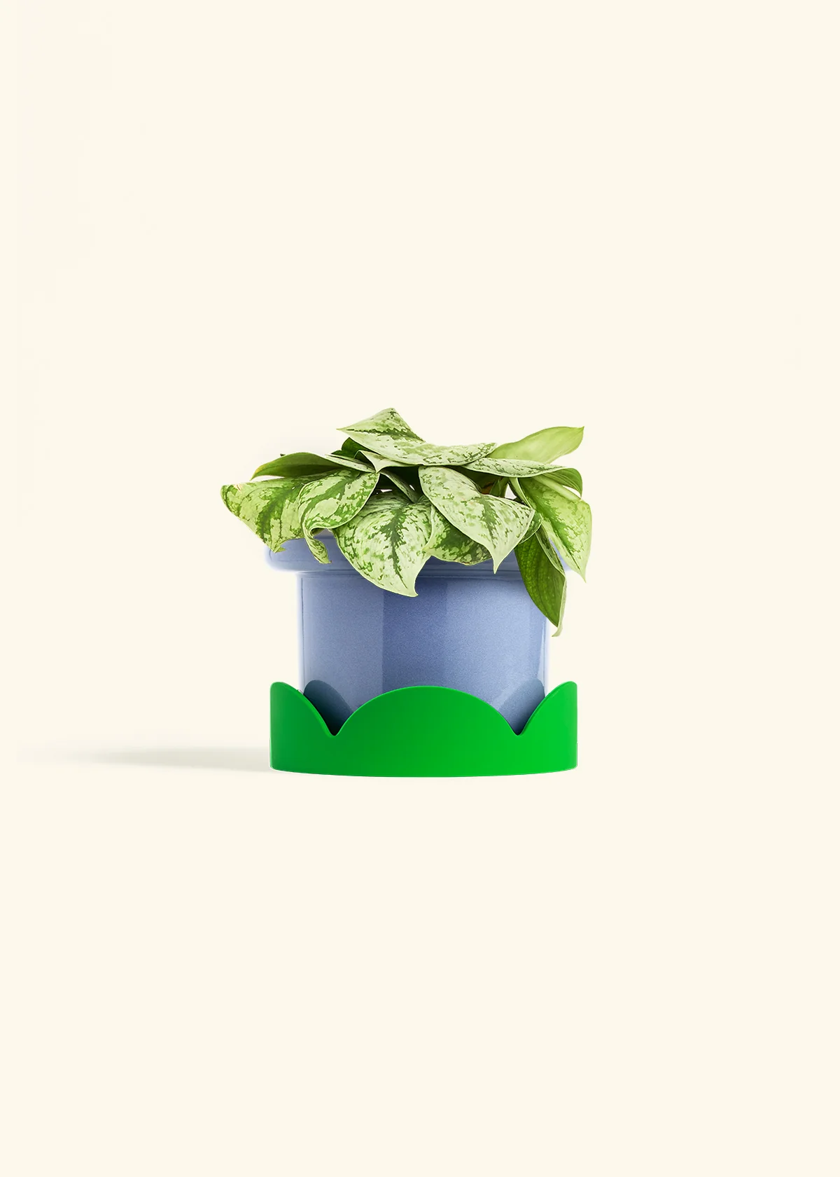 Silver Pothos 'Exotica' - Image 46