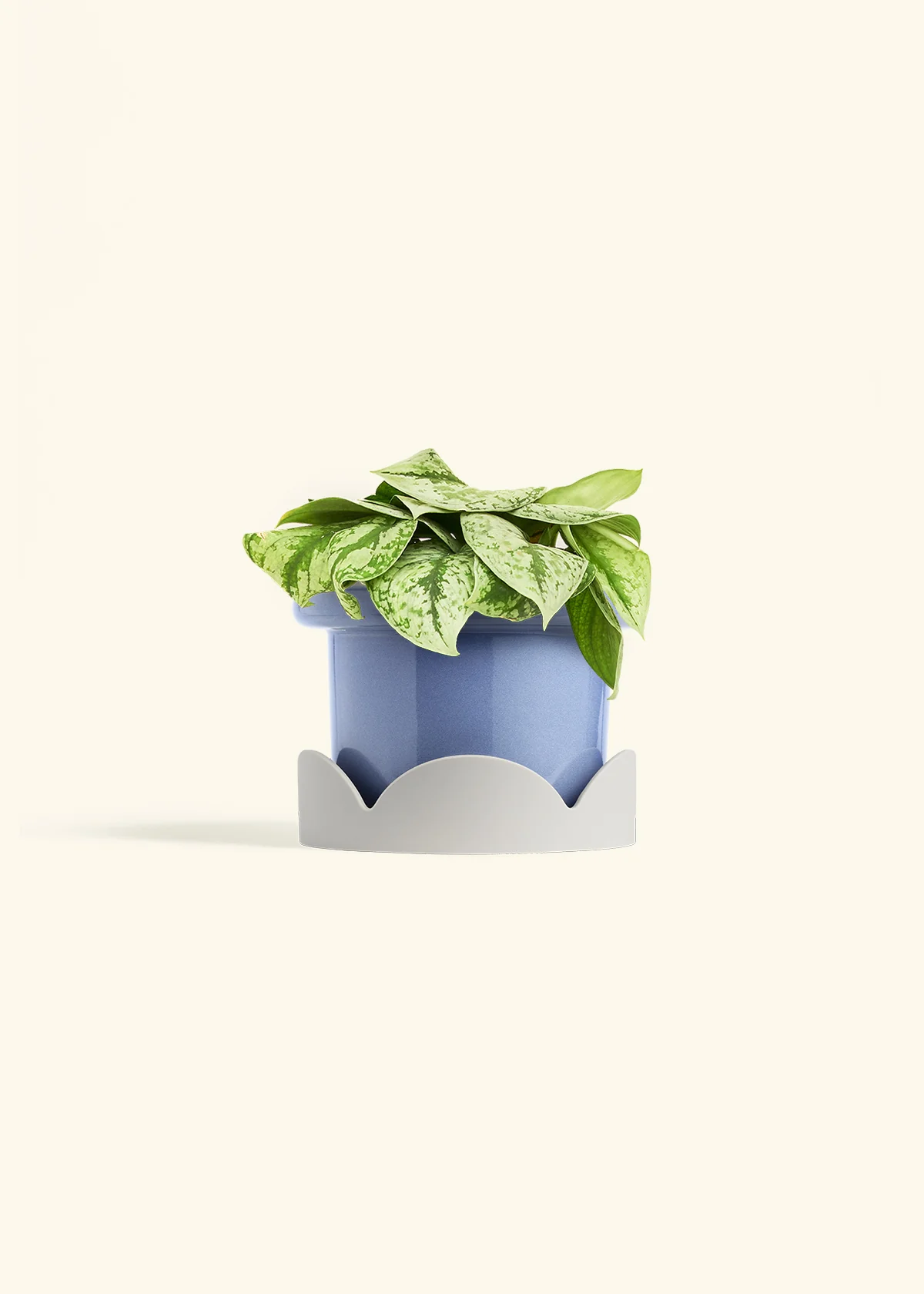 Silver Pothos 'Exotica' - Image 47