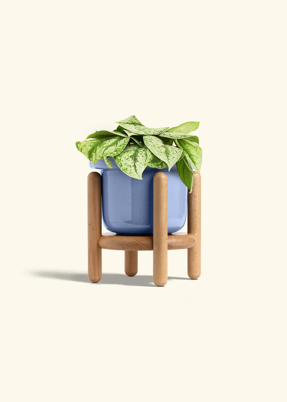 Silver Pothos 'Exotica' - Image 48