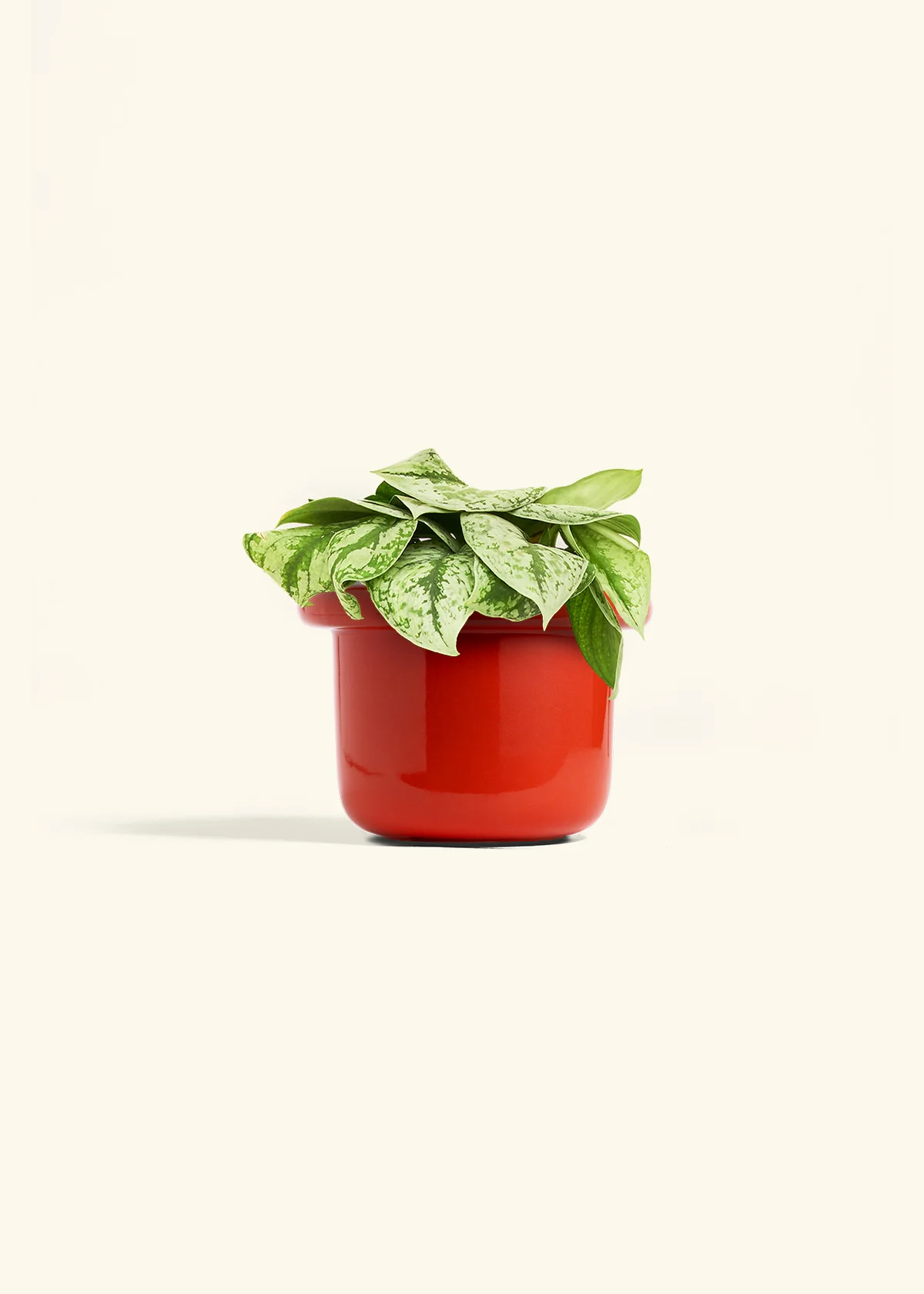 Silver Pothos 'Exotica' - Image 49