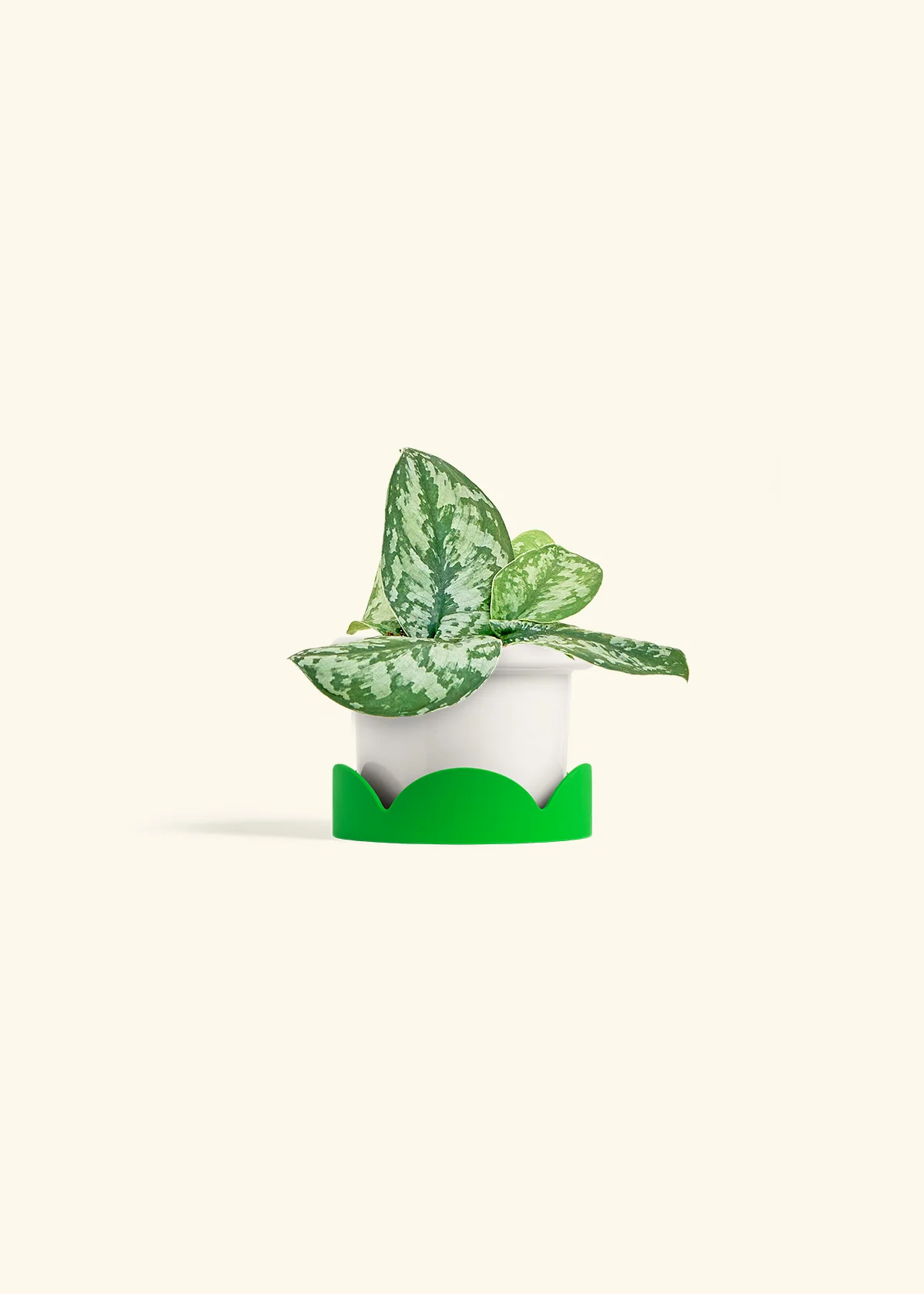 Silver Pothos 'Exotica' - Image 5